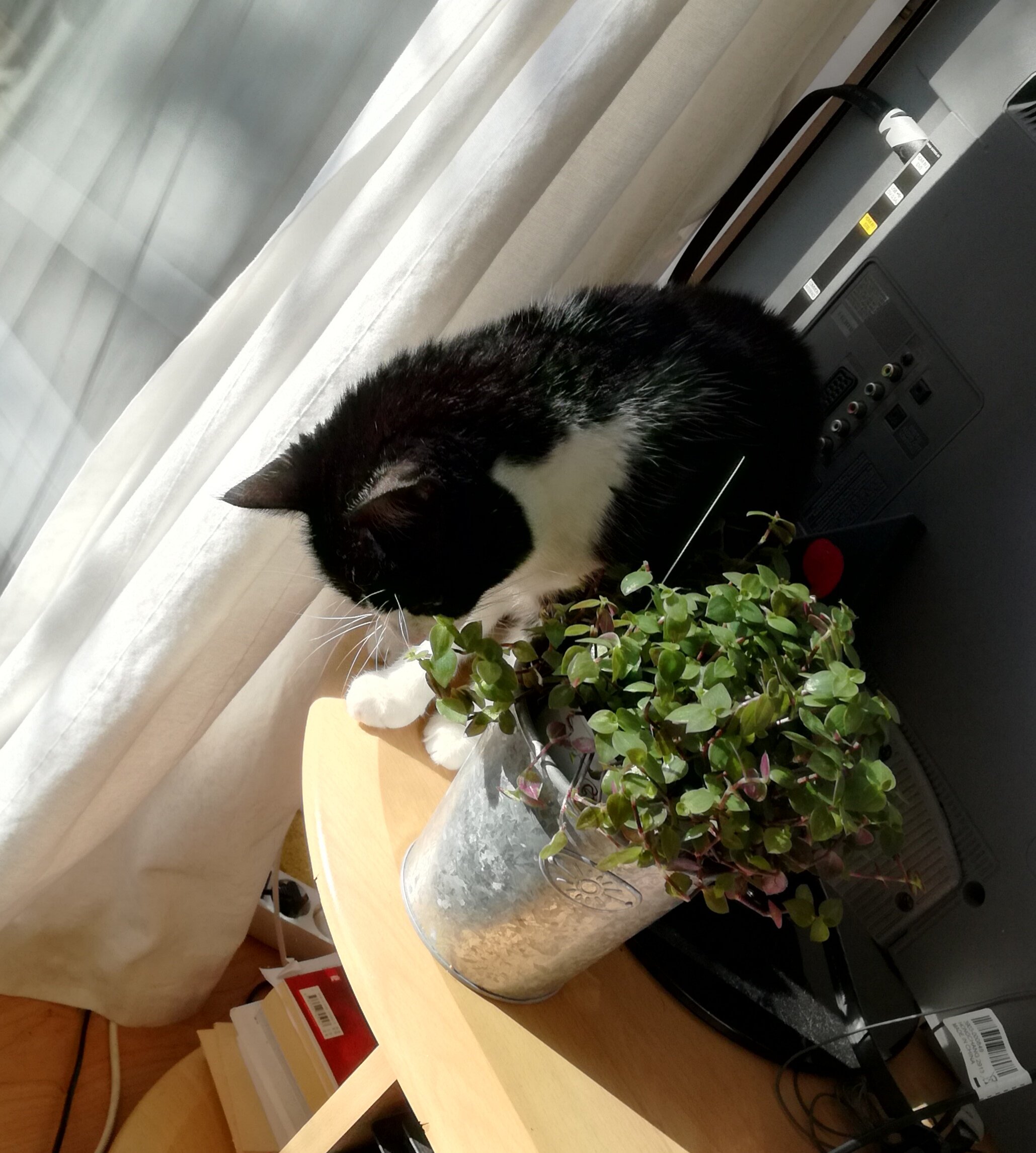 Auf dem Foto erkennt man eine pflanzenfressende Katze